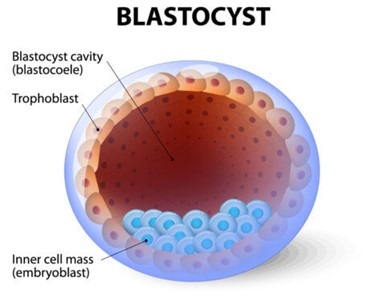 Blastocyst 囊胚
Trophoblast 滋養細胞層
Inner cell mass 內細胞團
圖片來源 : FertilitySmart