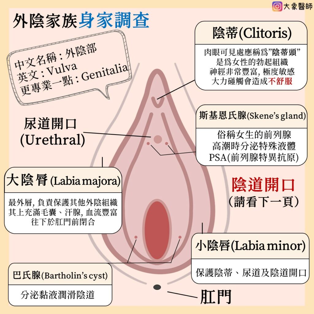 大象醫師壇外陰部及陰道解剖 - 性教育陰道篇