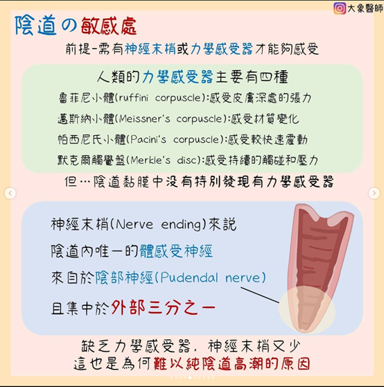 大象醫師談陰道的感覺神經 - 性教育陰道篇