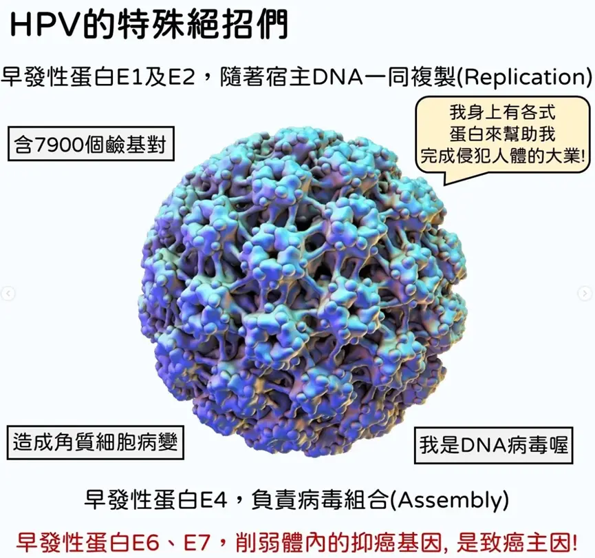 HPV病毒簡介