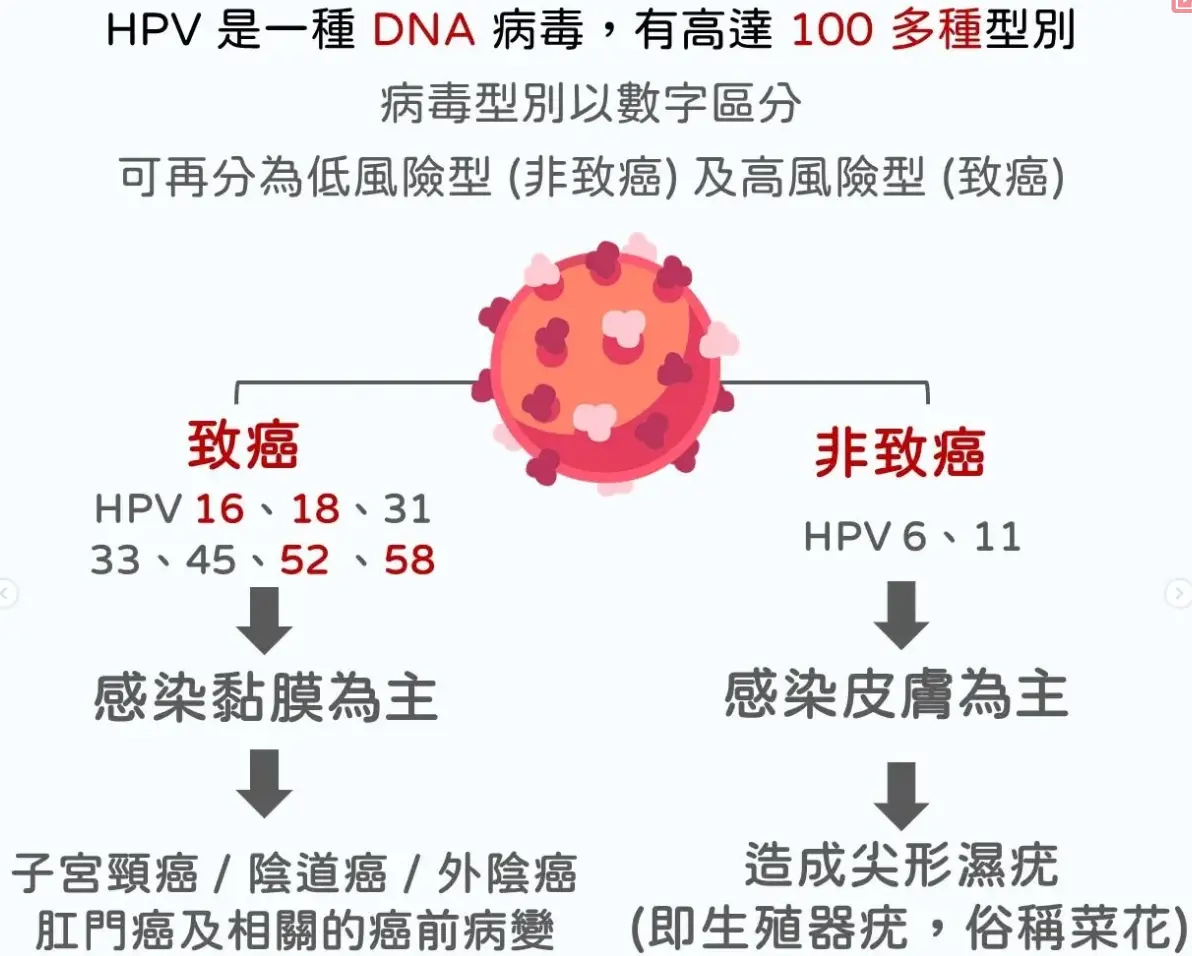 HPV病毒型別與癌症