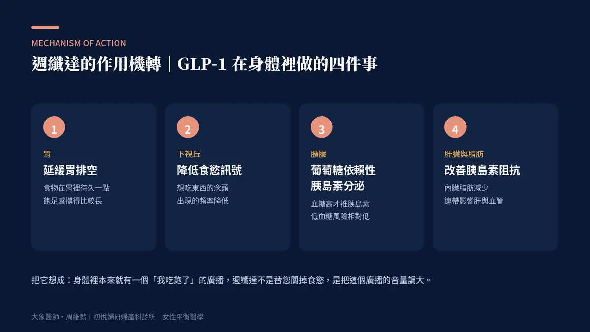 週纖達的作用機轉：GLP-1 作用在胃、下視丘、胰臟、肝臟與脂肪四個位置