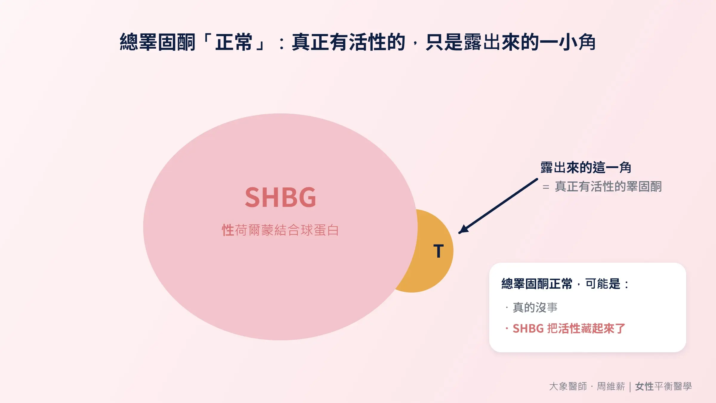 總睪固酮「正常」，真正有活性的只是露出來的一小角