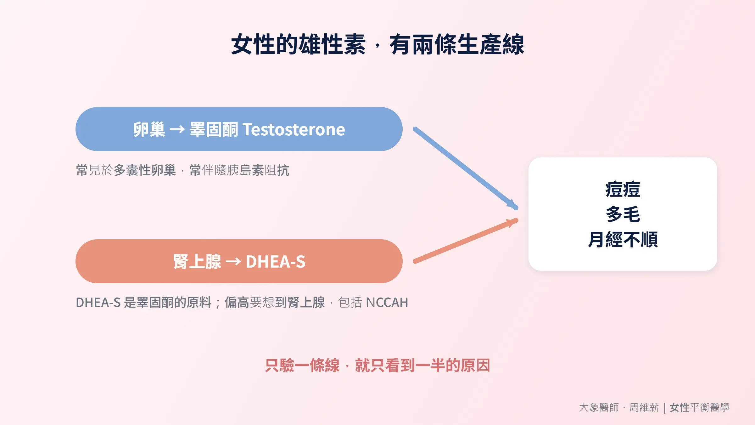 女性的雄性素有兩條生產線：卵巢與腎上腺